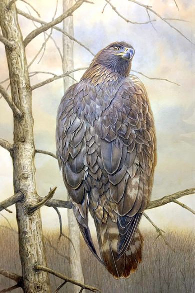 Golden Eagle