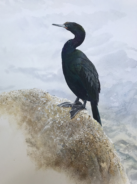 Pelagic Cormorant