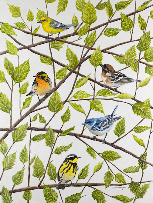 Five Little Warblers in a River Birch Tree