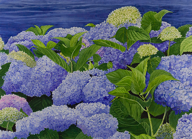 Hydrangeas by the Bay